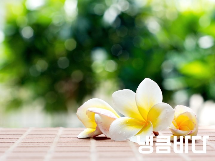 blooming-white-plumeria-or-frangipani-flowers-on-the-brick-floor.jpg